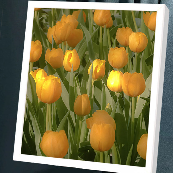 ID:686 - Tulip digital oil painting diy flower coloring painting oil painting simple hand-painted small fresh acrylic wholesale 40*50